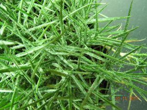 zoysiagrass-salinity