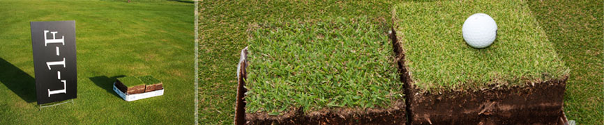 Bladerunner Farms L1F Zoysia