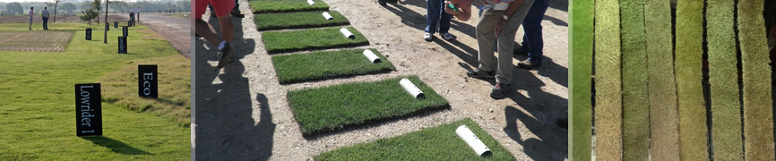 Bladerunner Farms Grass Zoysia Varieties