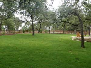 Zoysiagrass growing in the shade