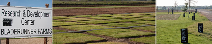 Bladerunner Farms Zoysia research