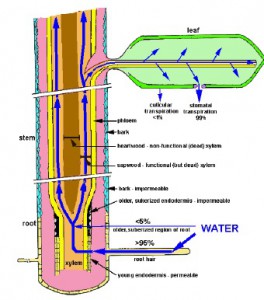 WaterCycleLeaf